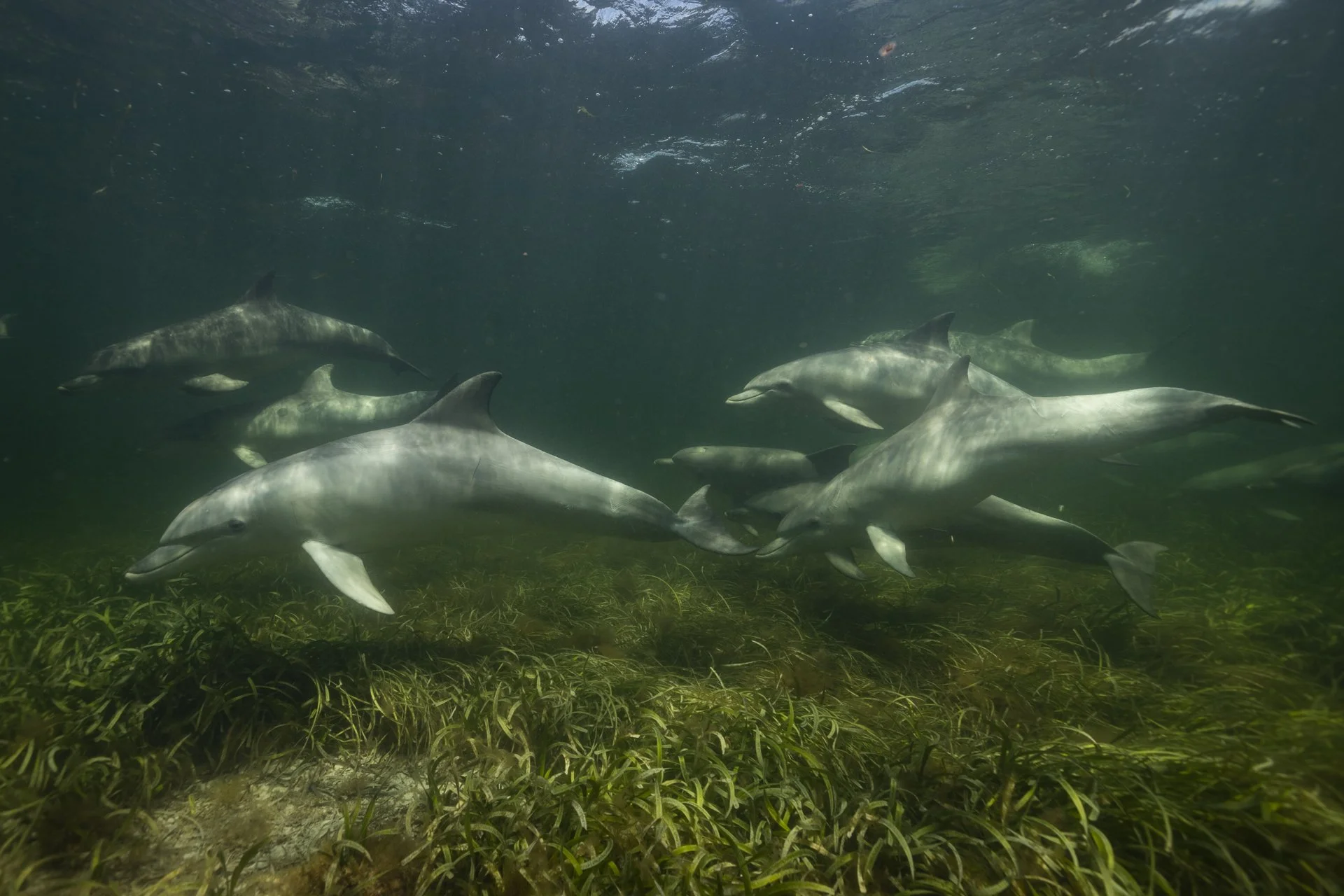 Underwater scene showing a pod of dolphins swimming over seaweed on the ocean floor.