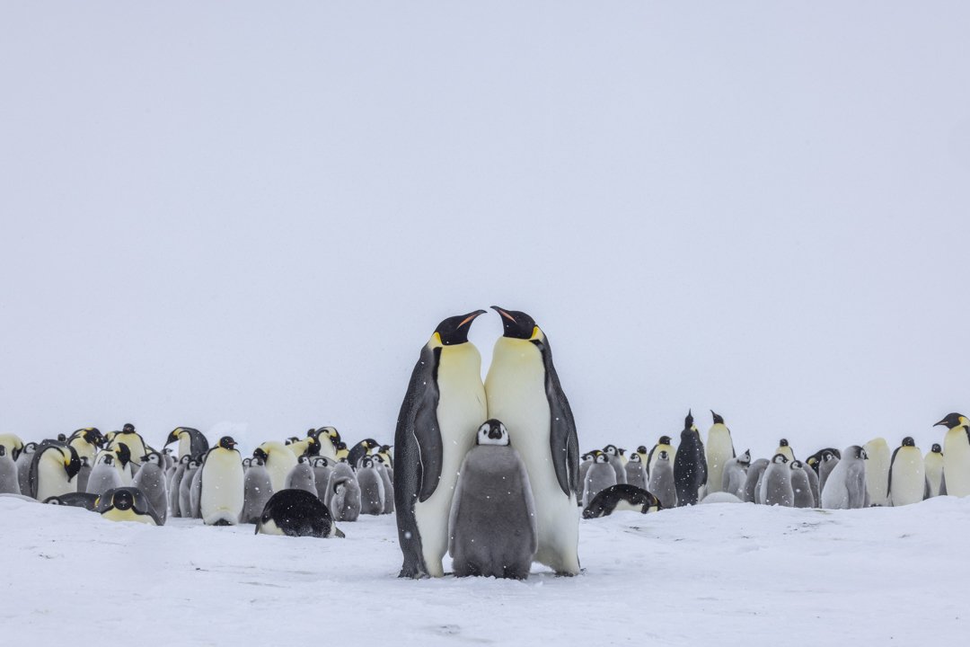 A group of Emperor penguins on snow with two adult penguins standing close together and a chick in between them. More penguins are scattered in the background.