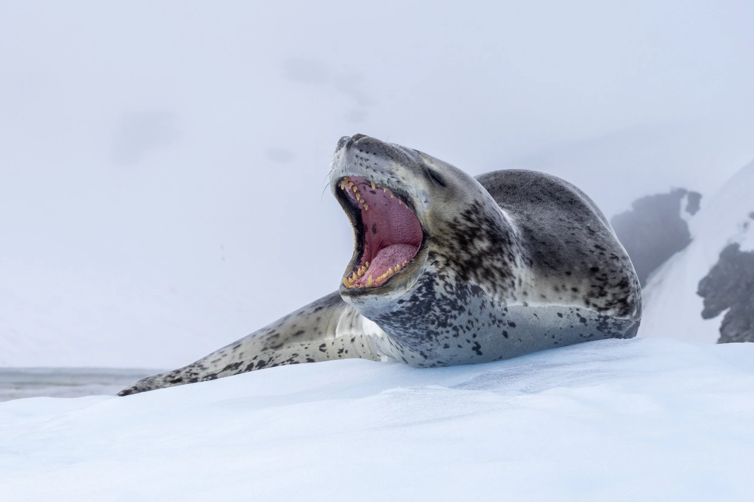 A seal yawning with its mouth wide open, lying on snow in a cold, icy environment.