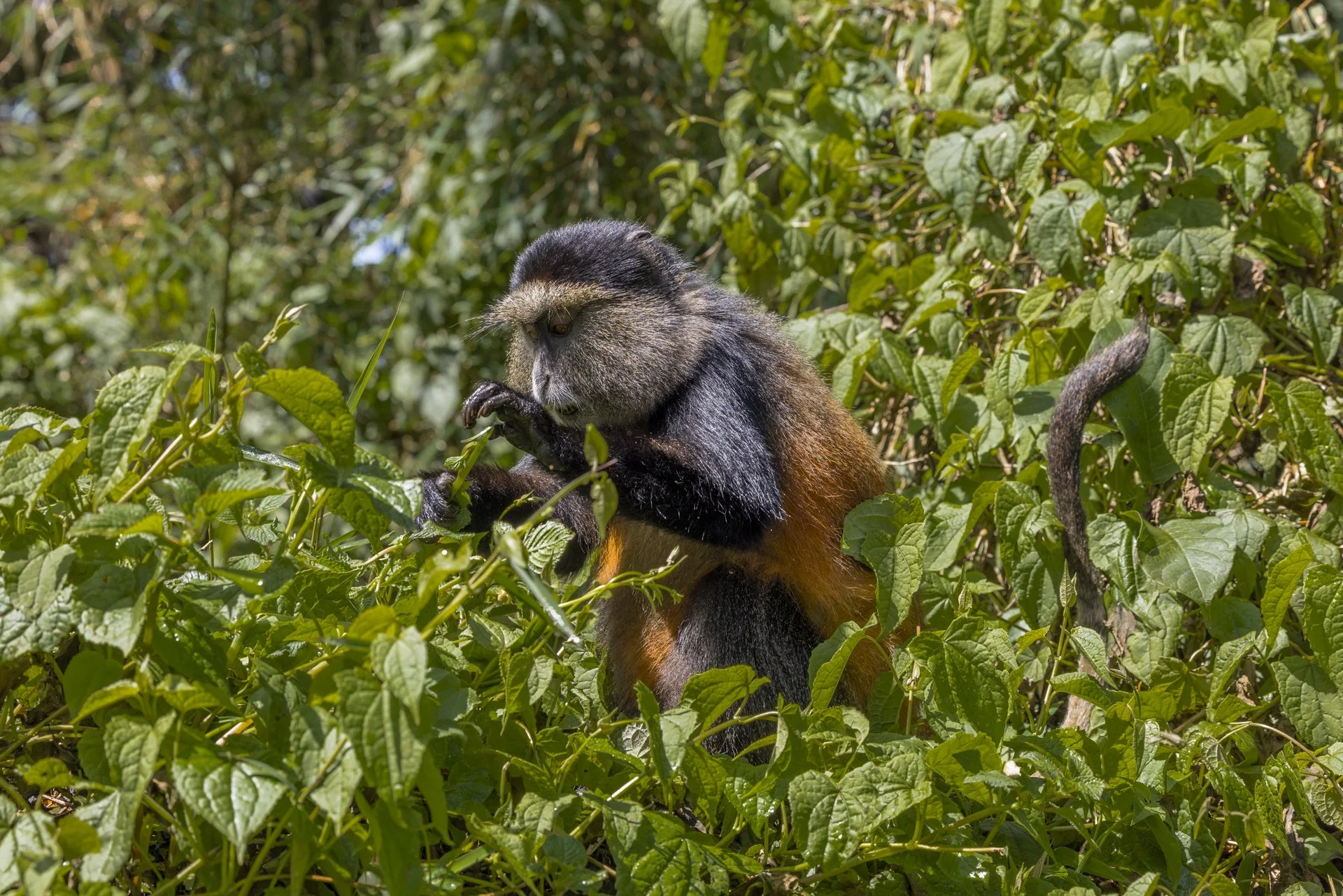 Golden monkey feeding in the bamboo forests of Volcanoes National Park, Rwanda.