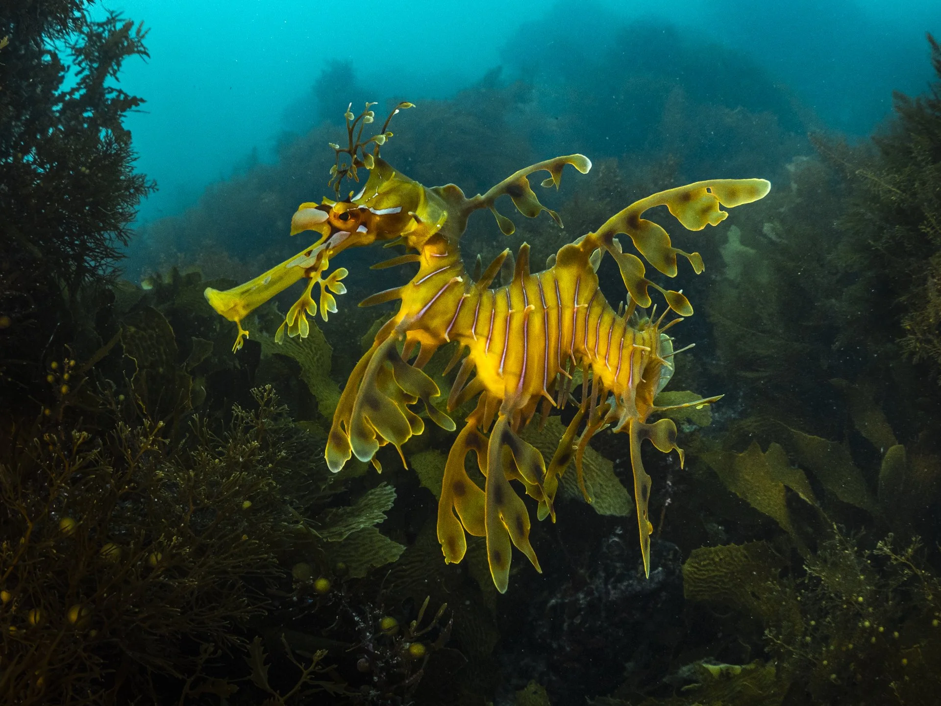 A seahorse blending into coral and seaweed underwater.