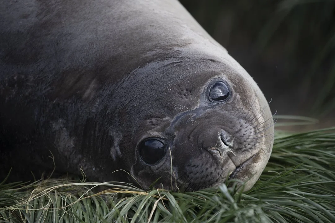 A close-up of a seal lying on grass, facing the camera.