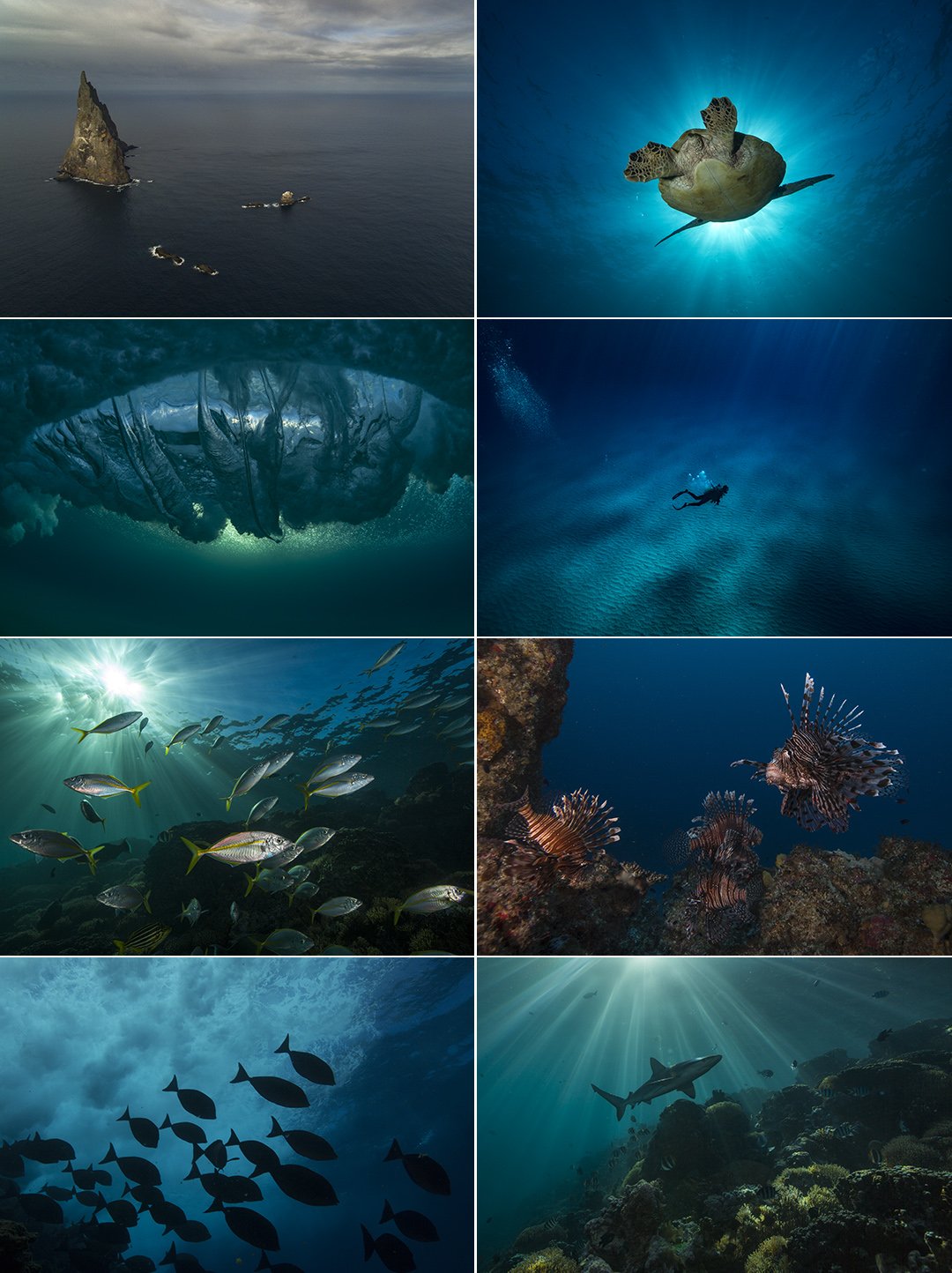 A collage of underwater scenes including an oceanic rock formation, a sea turtle swimming, an iceberg, divers exploring, a school of fish, lionfish, a shark, and a reef.