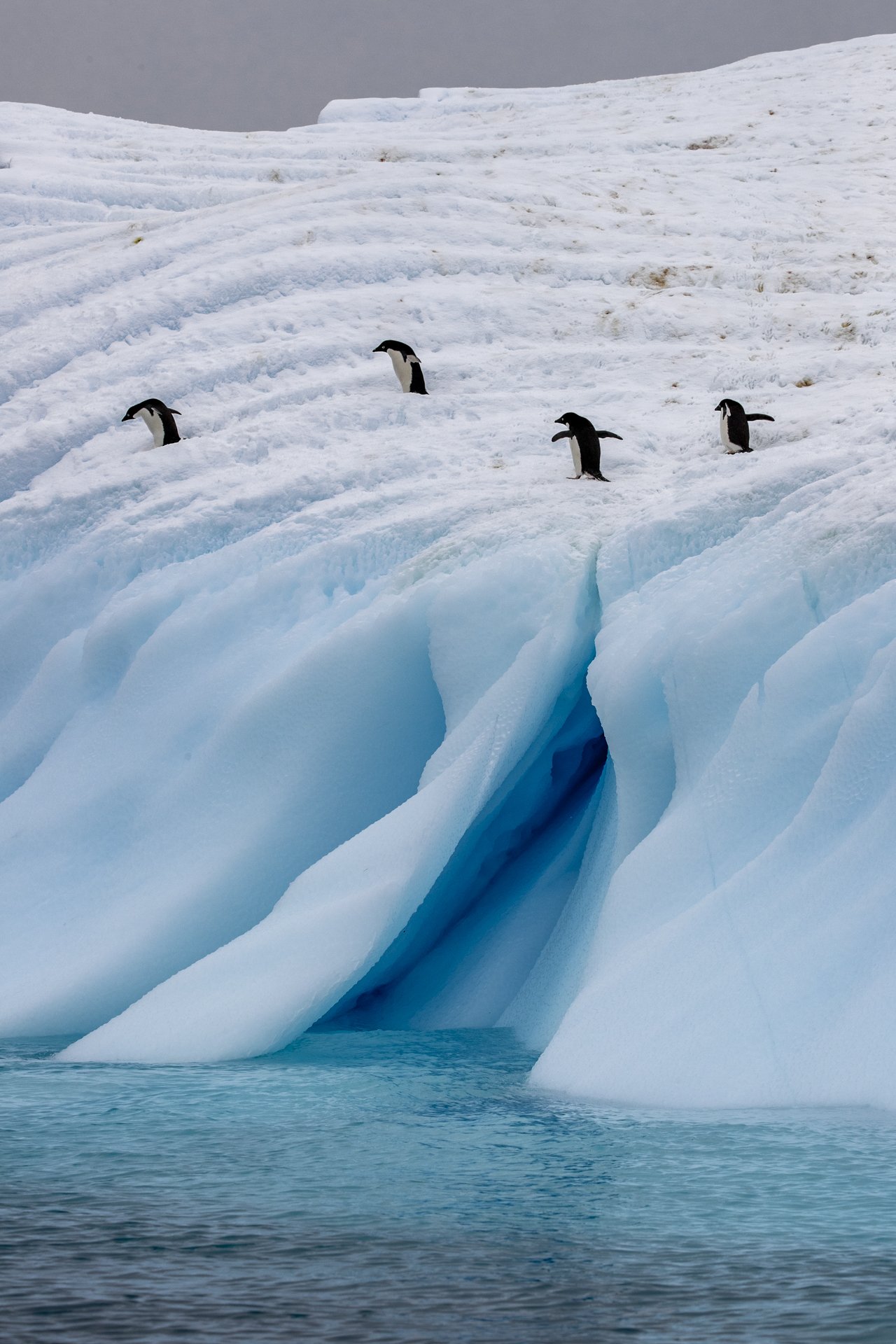 Iceberg with four penguins on it in the Arctic or Antarctic.