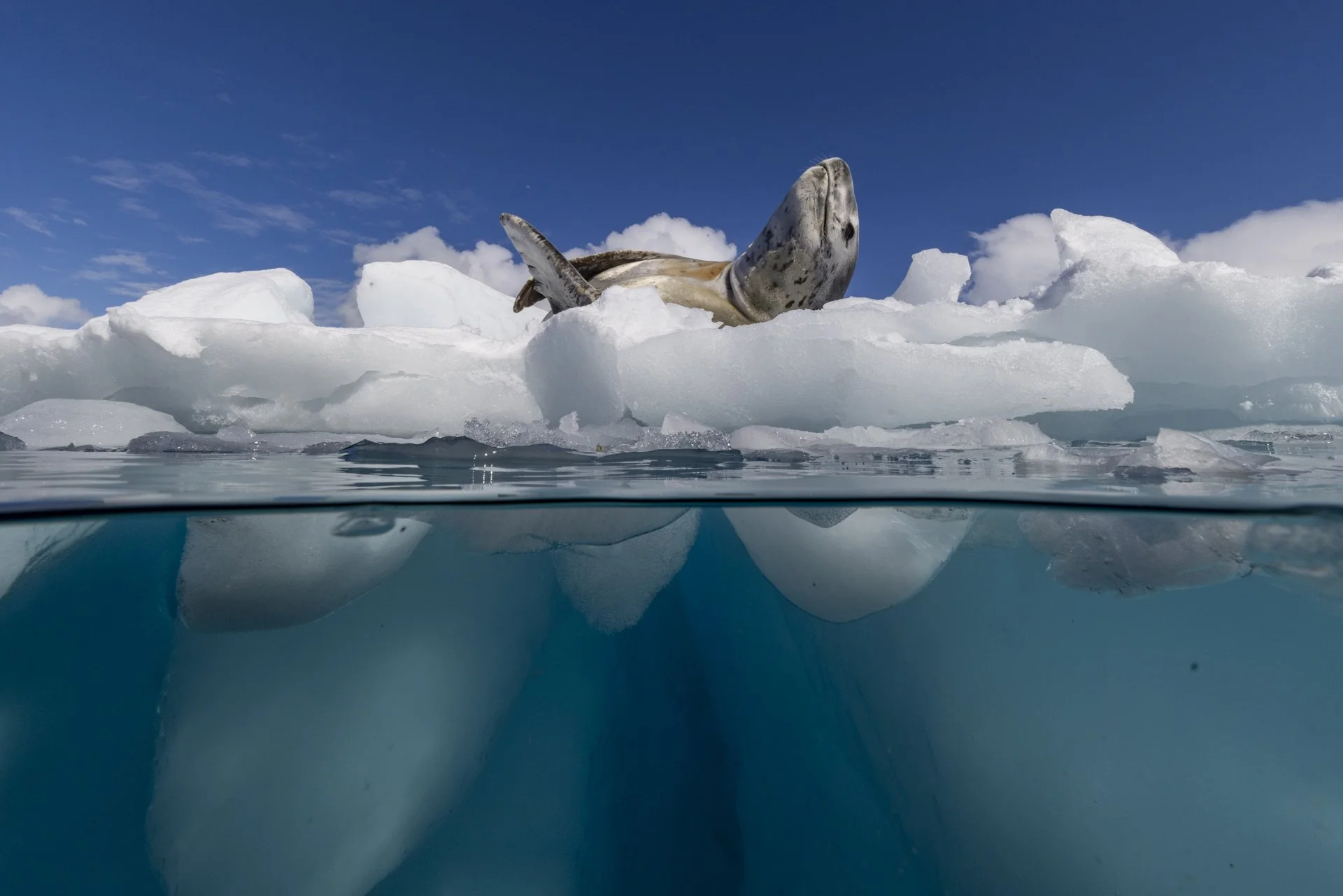 Leopard seal resting on Antarctic sea ice above crystal-clear polar waters.