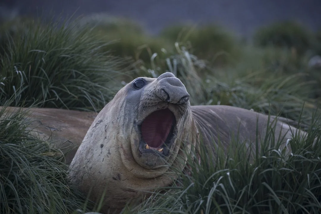 A elephant seal with its mouth open lying in tall green grass