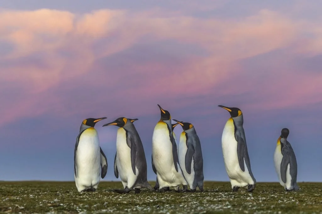 A group of seven King penguins standing on a grassy area with a colorful pinkish-purple sky in the background.