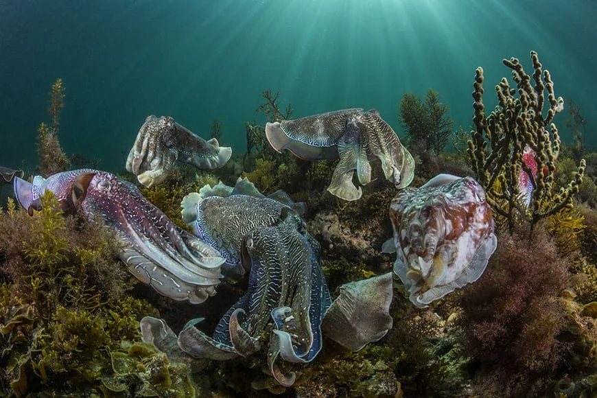 Multiple cuttlefish swimming over a coral reef with sea plants in clear underwater water.