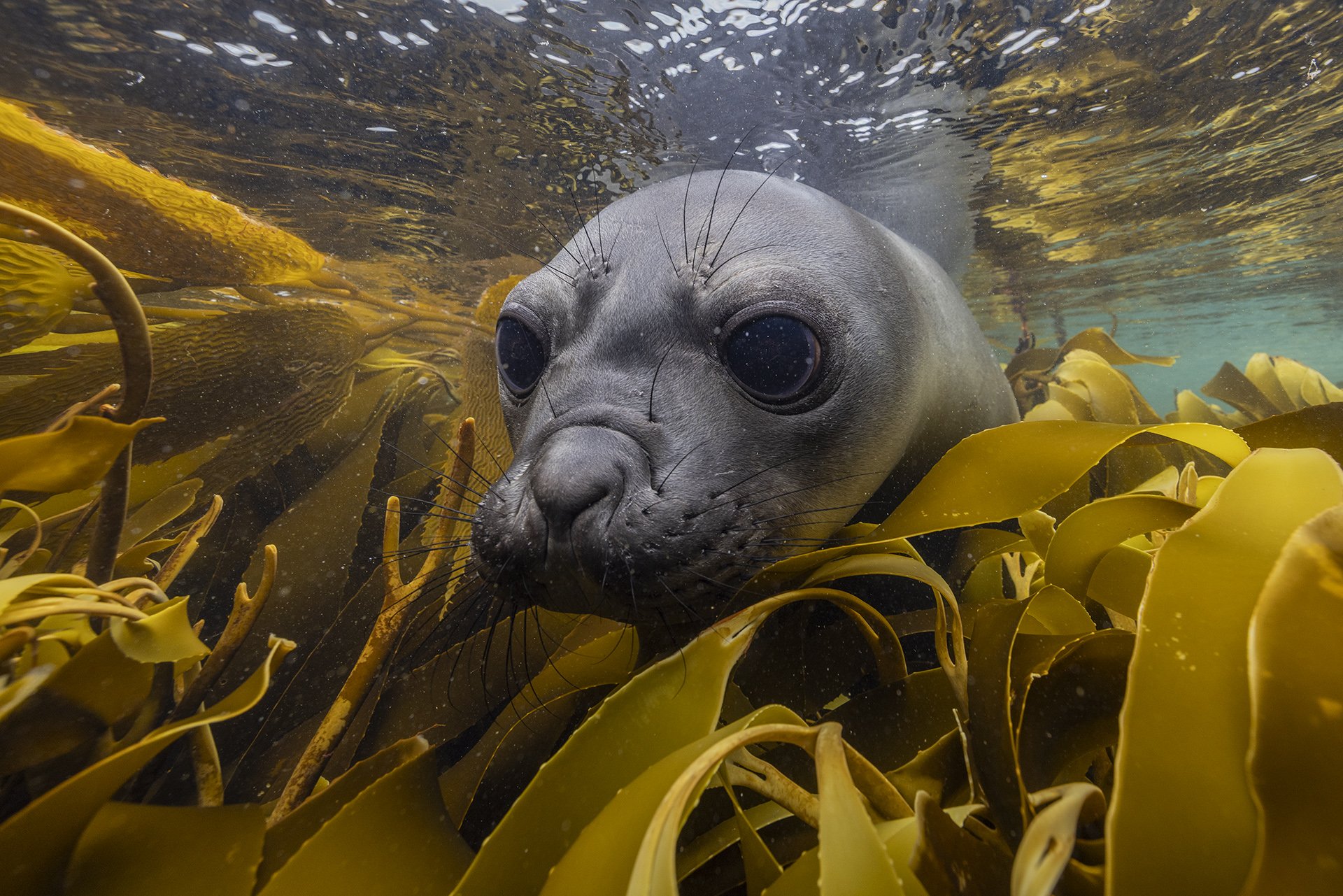 Antarctic fur seal pup swimming through kelp forests 