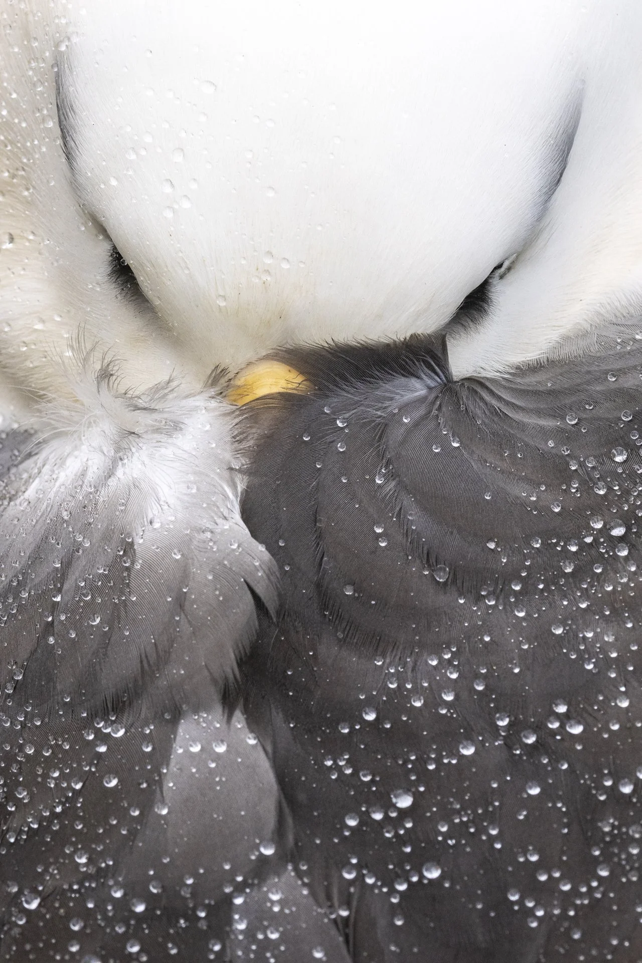 Close-up portrait of a king penguin with water droplets on its feathers