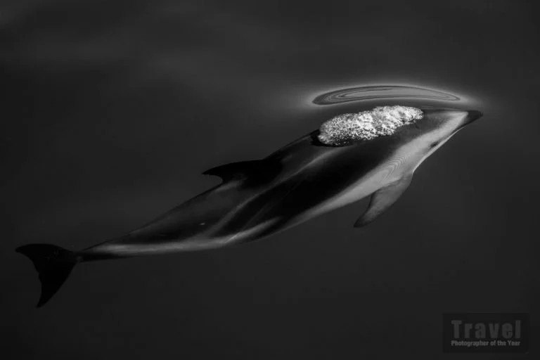 A whale surfacing with water bubbling and ripples around it in dark water.