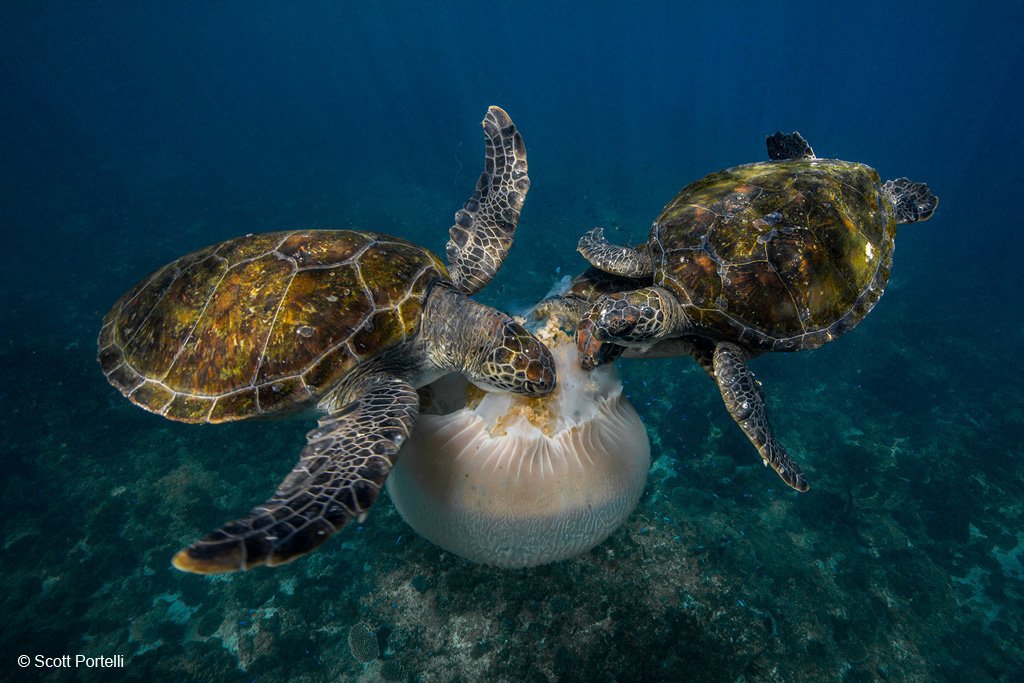 Two sea turtles swimming underwater near a jellyfish.