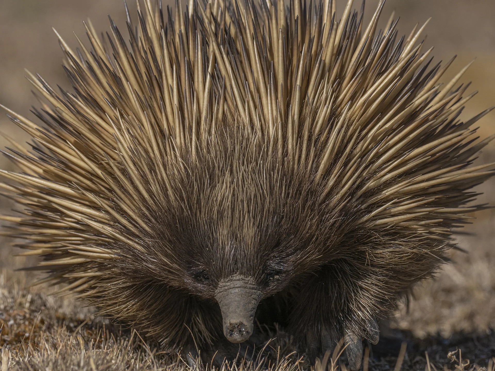 Close-up of a hedgehog with its face partially visible, showing quills and part of its nose.