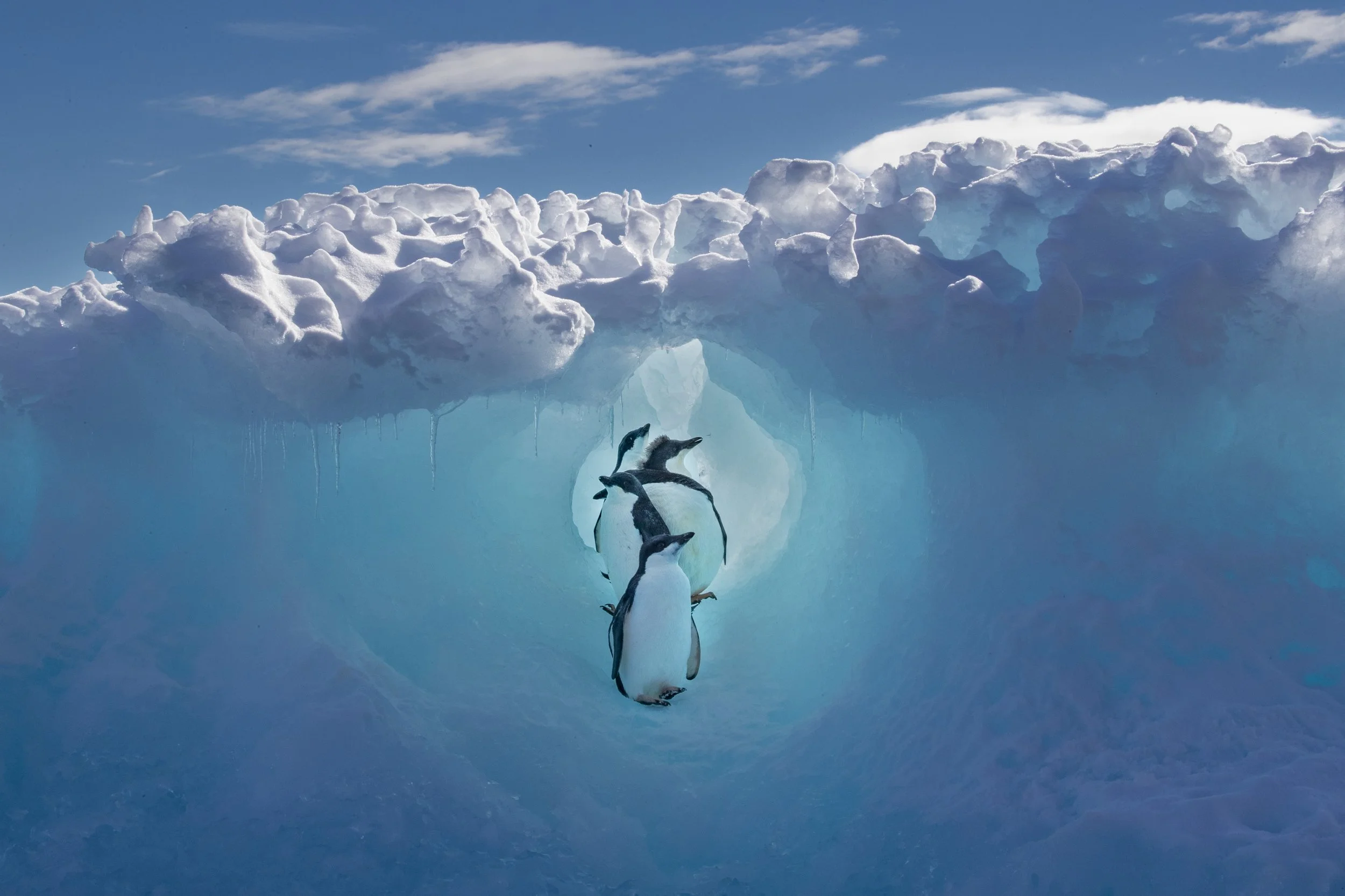 Emperor penguins swimming beneath Antarctic sea ice during a wildlife photography expedition.