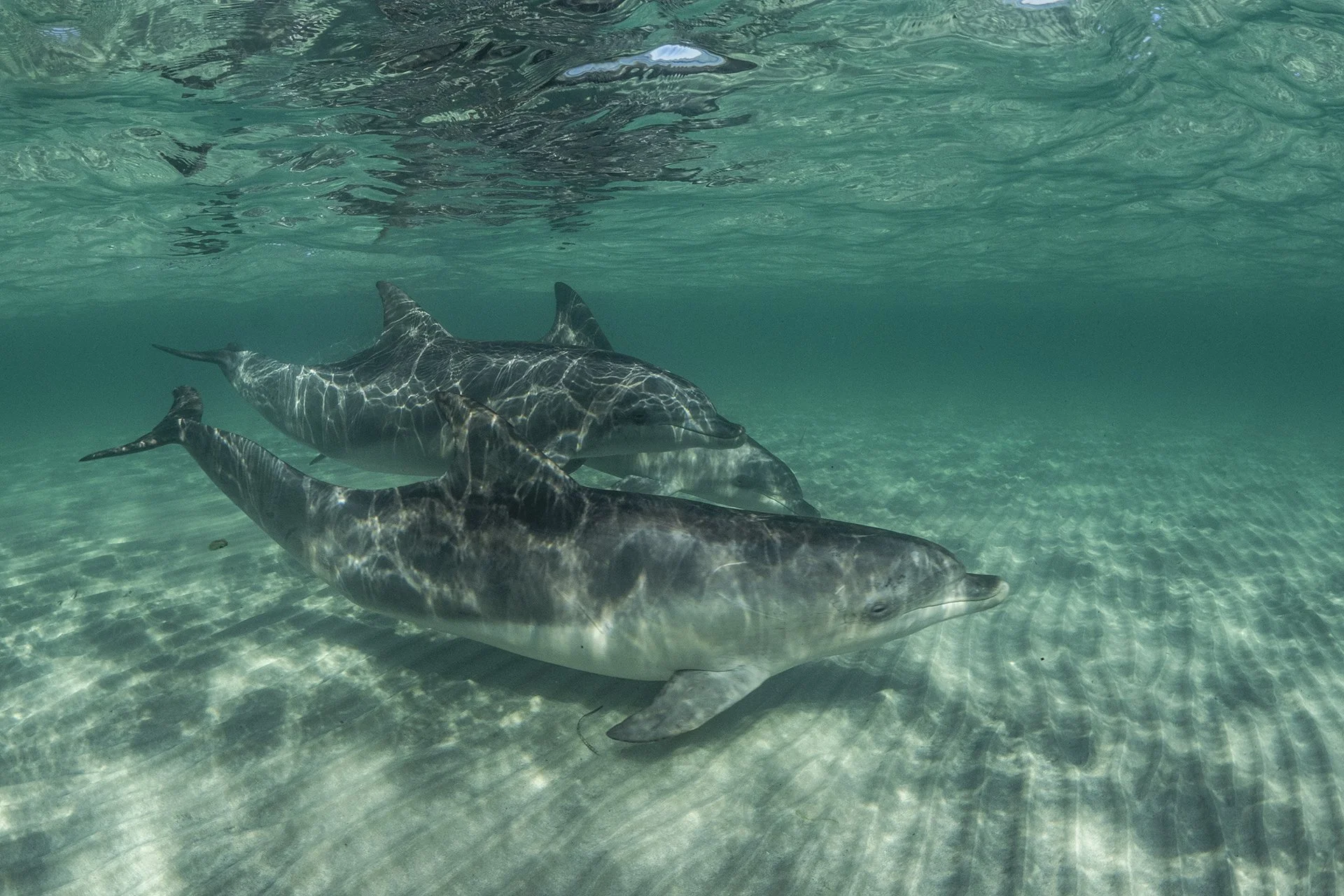 Three dolphins swimming underwater in clear ocean water.