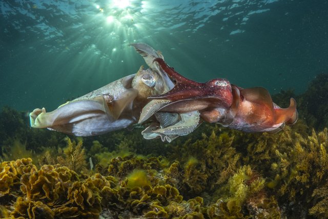 An underwater scene with a large squid and a cuttlefish near a coral reef.