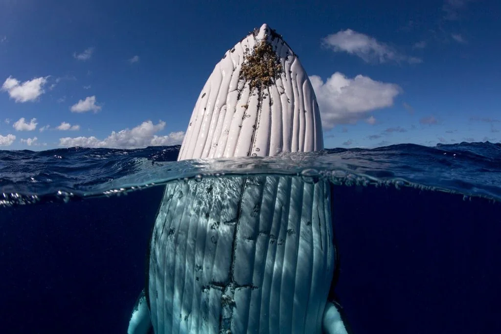 A large whale surfacing in the ocean with part of its body above water and part submerged, under a partly cloudy sky.