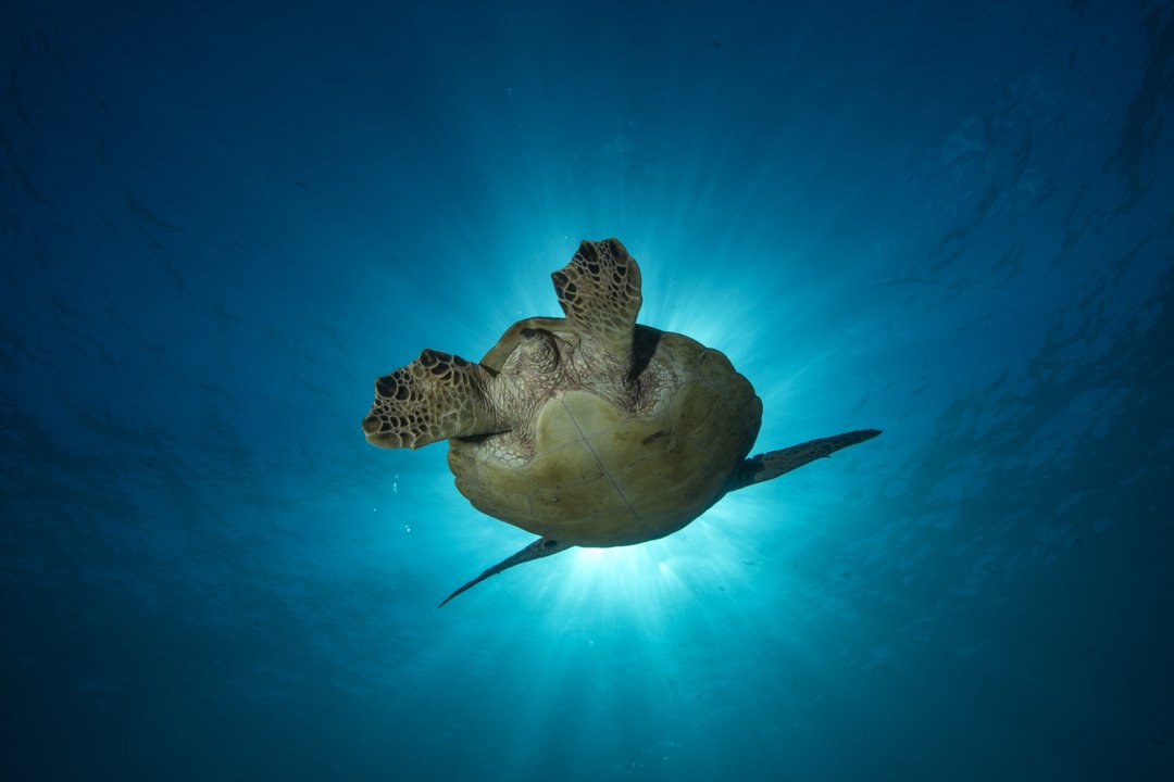 Green sea turtle swimming beneath the waters of Lord Howe Island.