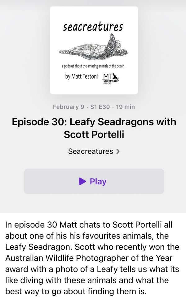 Podcast episode cover titled "seacreatures" with a black and white drawing of a leaf seadragon. The episode features a discussion about leaf seadragons and is titled "Episode 30: Leafy Seadragons with Scott Portelli".
