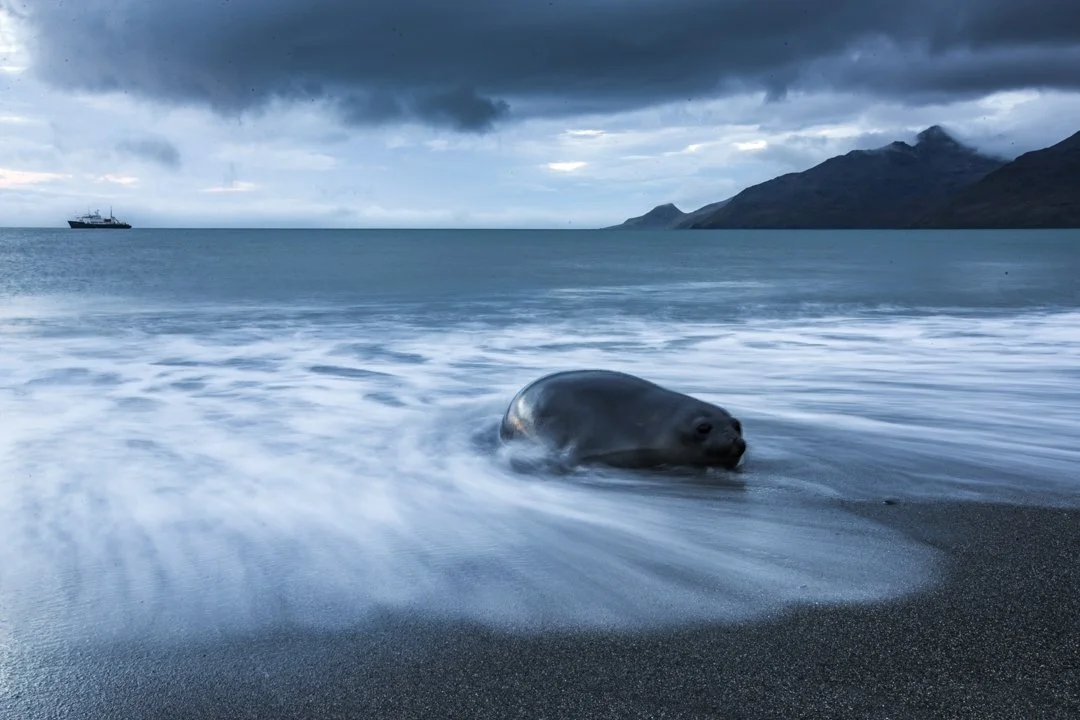A seal resting on a dark sandy beach with ocean waves, a ship in the distance, and mountains under a cloudy sky.