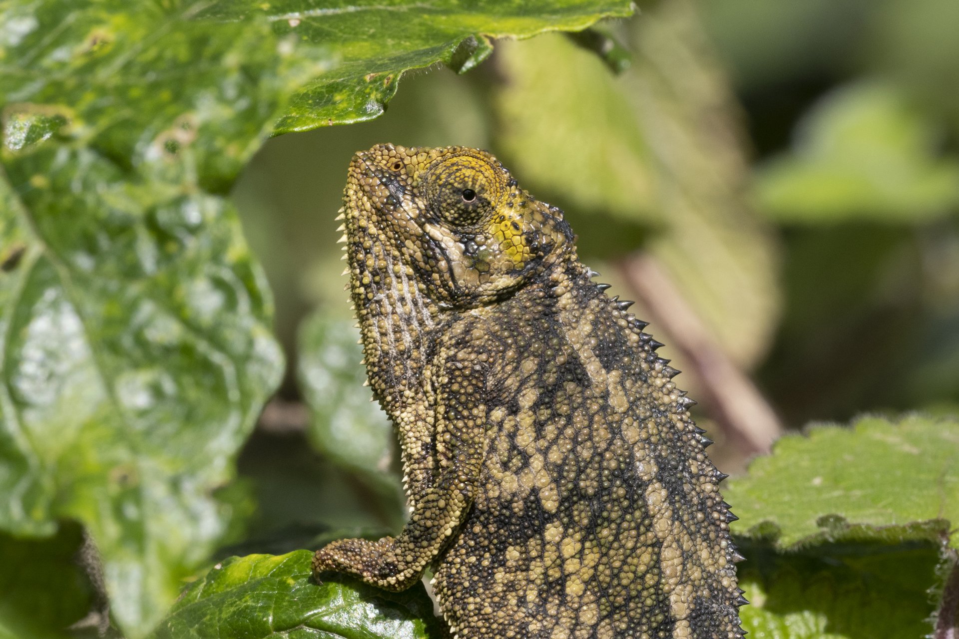 Ruwenzori three-horned chameleon in Volcanoes National Park, Rwanda.