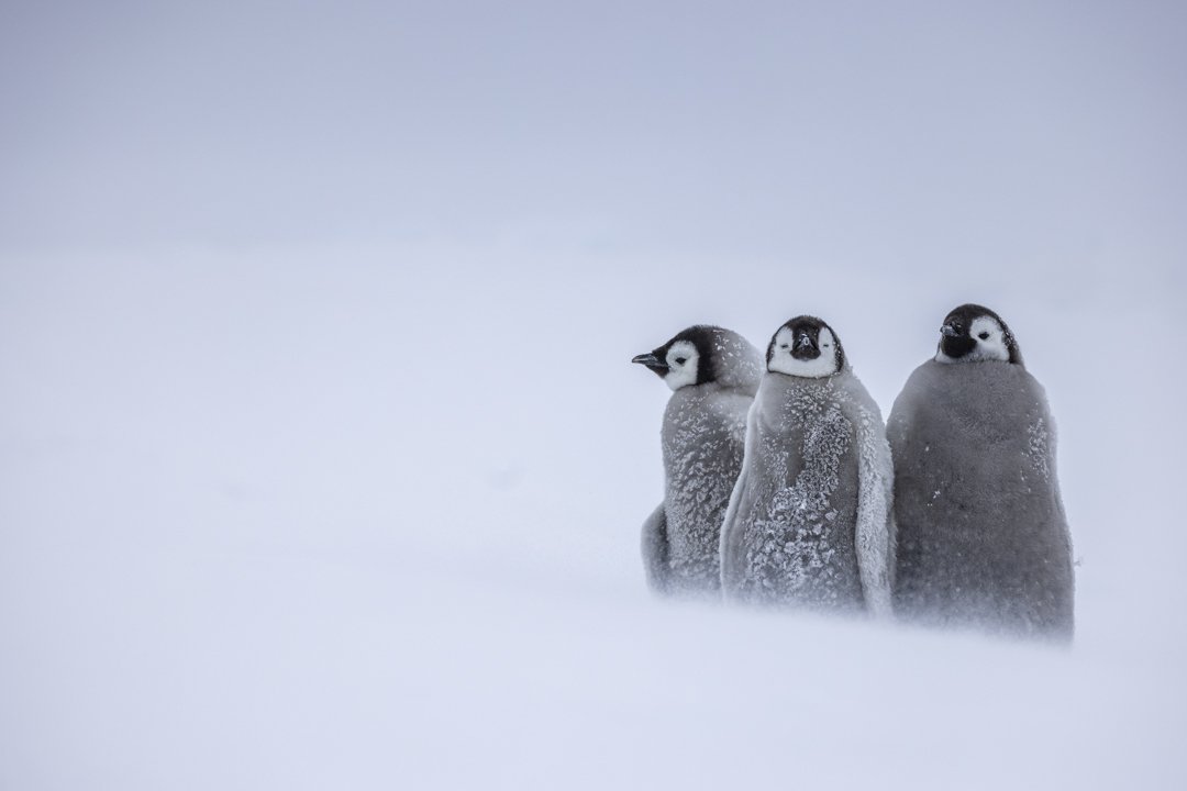 Emperor penguins walking across the Antarctic ice in snowy conditions.