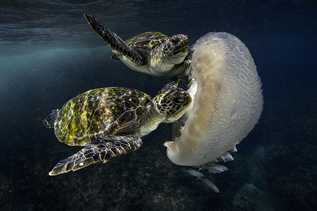Two sea turtles interacting with a large jellyfish underwater.