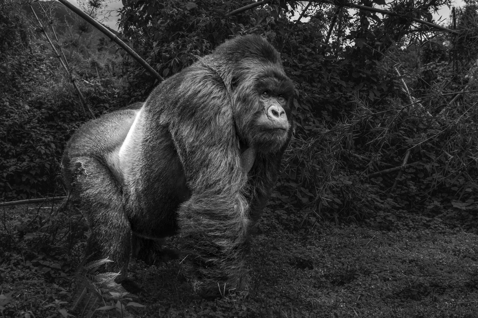 Silverback mountain gorilla in Volcanoes National Park, Rwanda.
