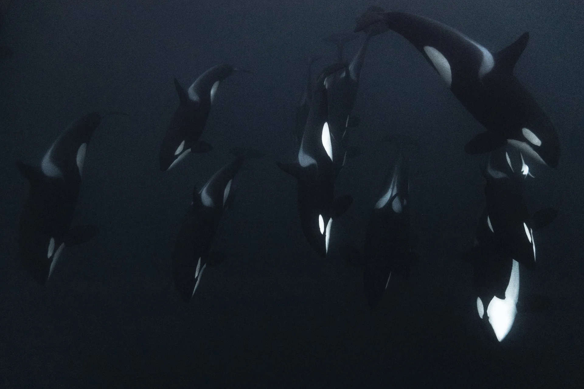 Pod of orcas swimming beneath the Arctic waters of Northern Norway.