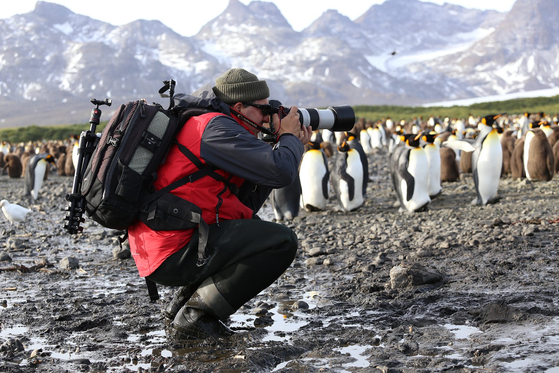 Wildlife photographer Scott Portelli photographing king penguins in South Georgia.