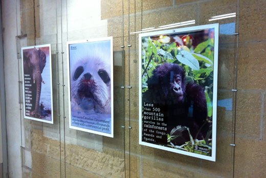 Three framed posters of animals displayed on a wall, featuring images of a gorilla, a panda, and a young gorilla in a natural environment.