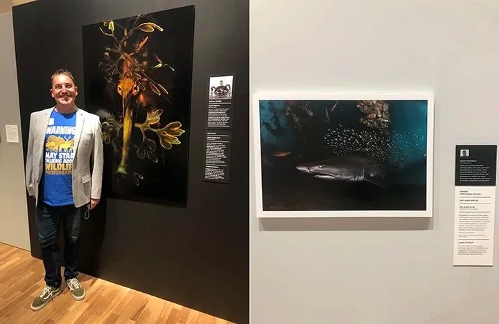 A person standing in an art gallery next to a large exhibit of insects and a framed underwater photo with a shark.
