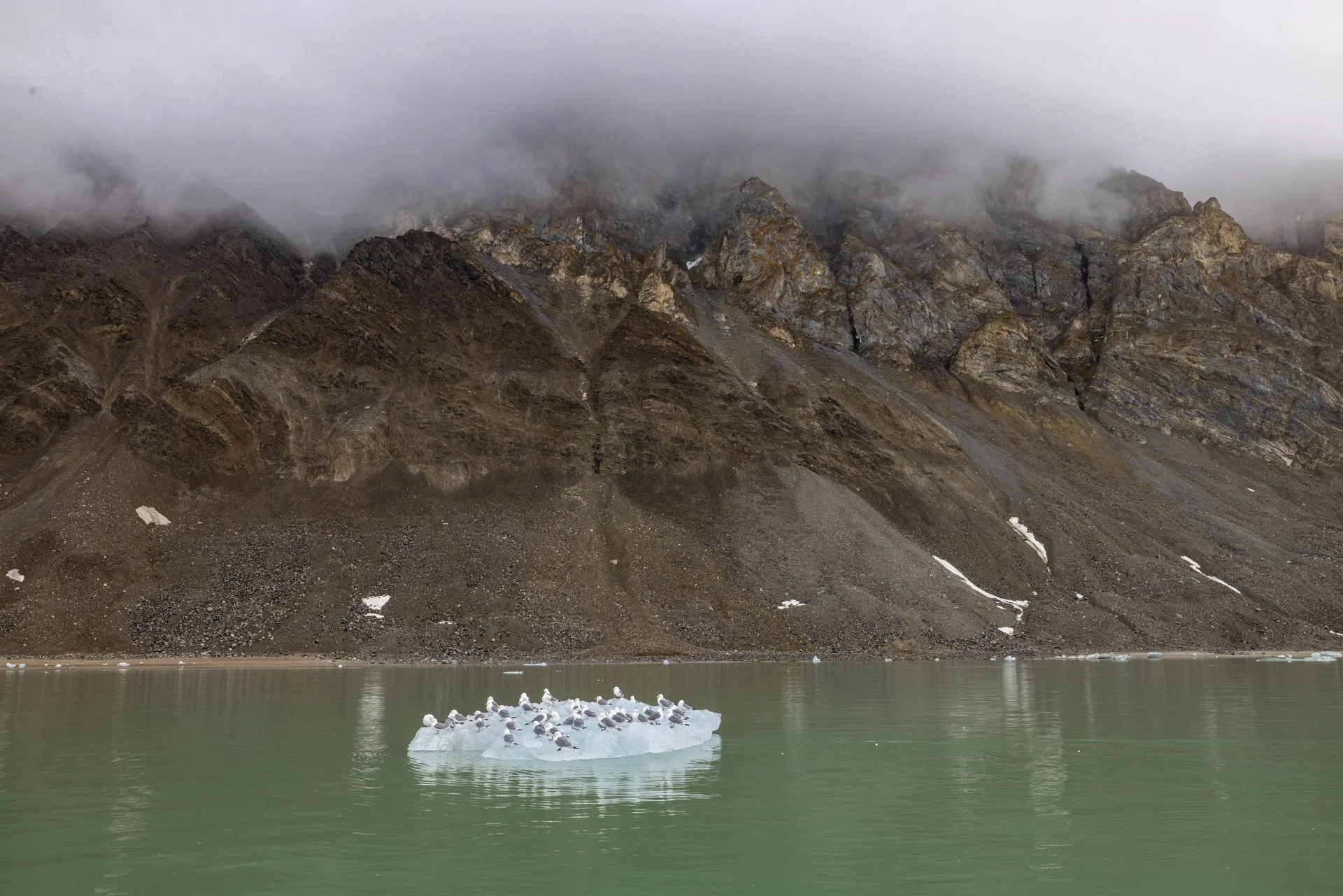 Seagulls gathered on an iceberg floating in a green lake, with rocky, fog-covered mountains in the background.