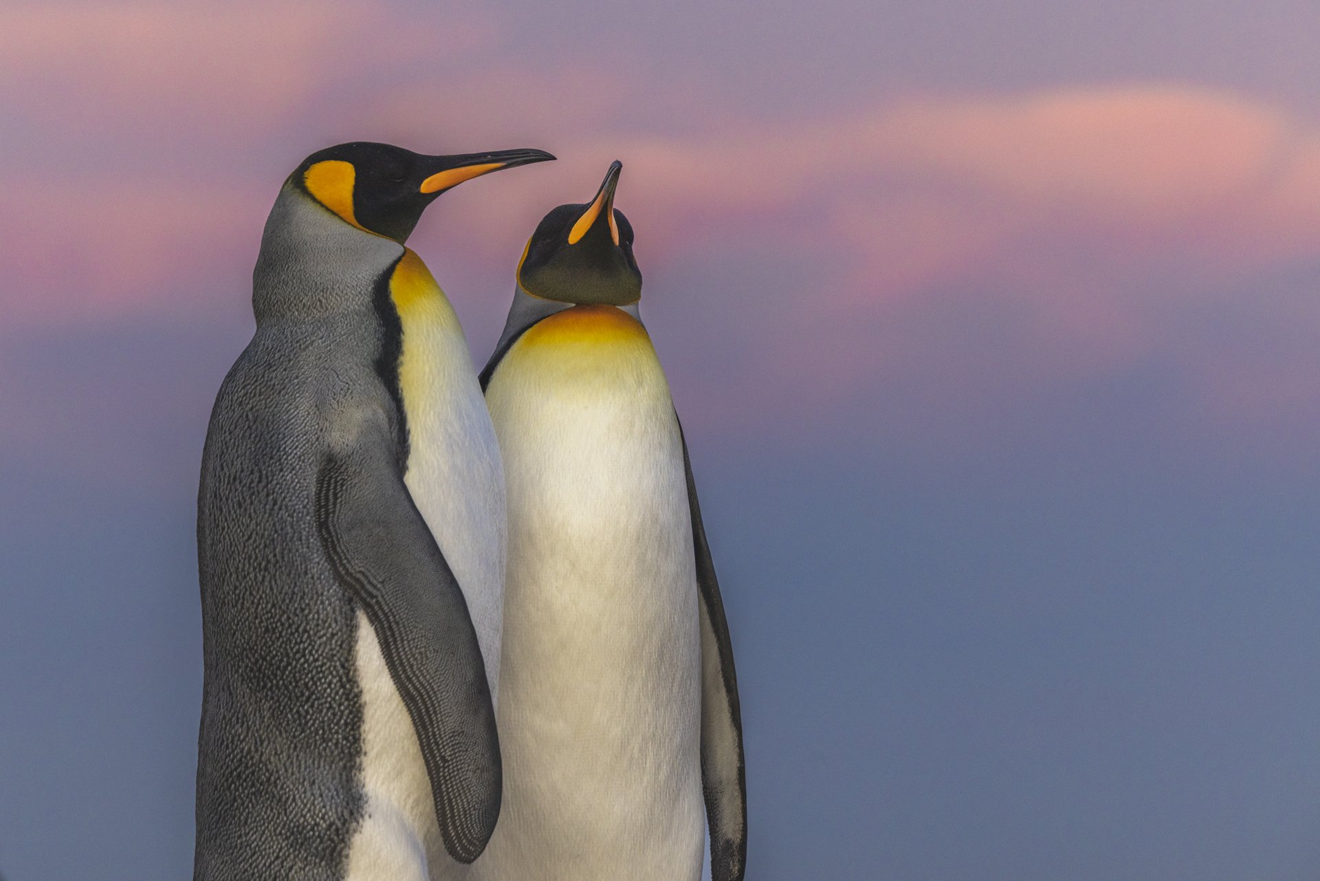 wo king penguins displaying courtship behaviour in the Falkland Islands.