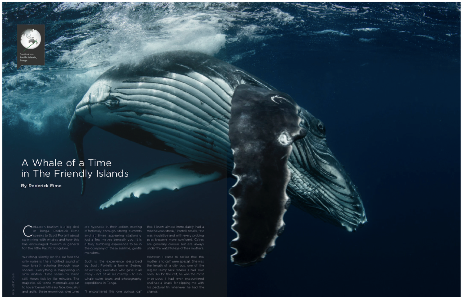A whale swimming underwater with a layered body and tail visible. The text overlay reads 'A Whale of a Time in The Friendly Islands by Roderick Eime'.