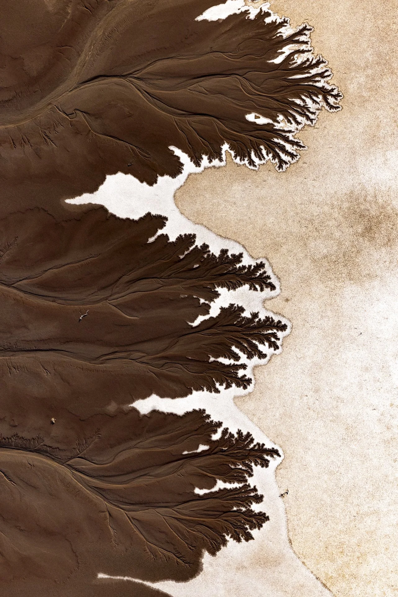 Close-up aerial view of brown seaweed or kelp on a sandy beach.