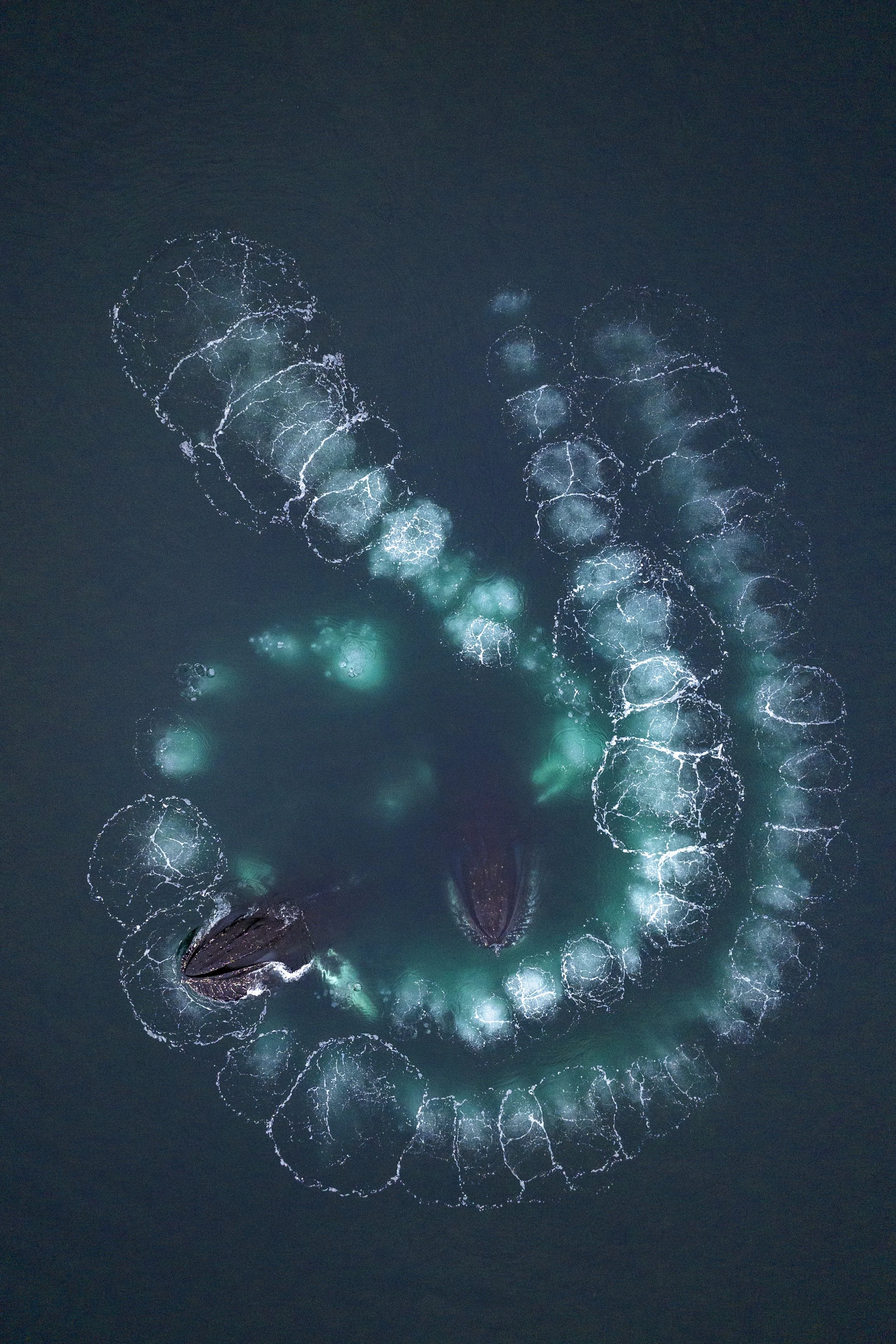 Capture of bioluminescent creatures in the ocean, emitting glowing blue-green light as they move through the dark water.