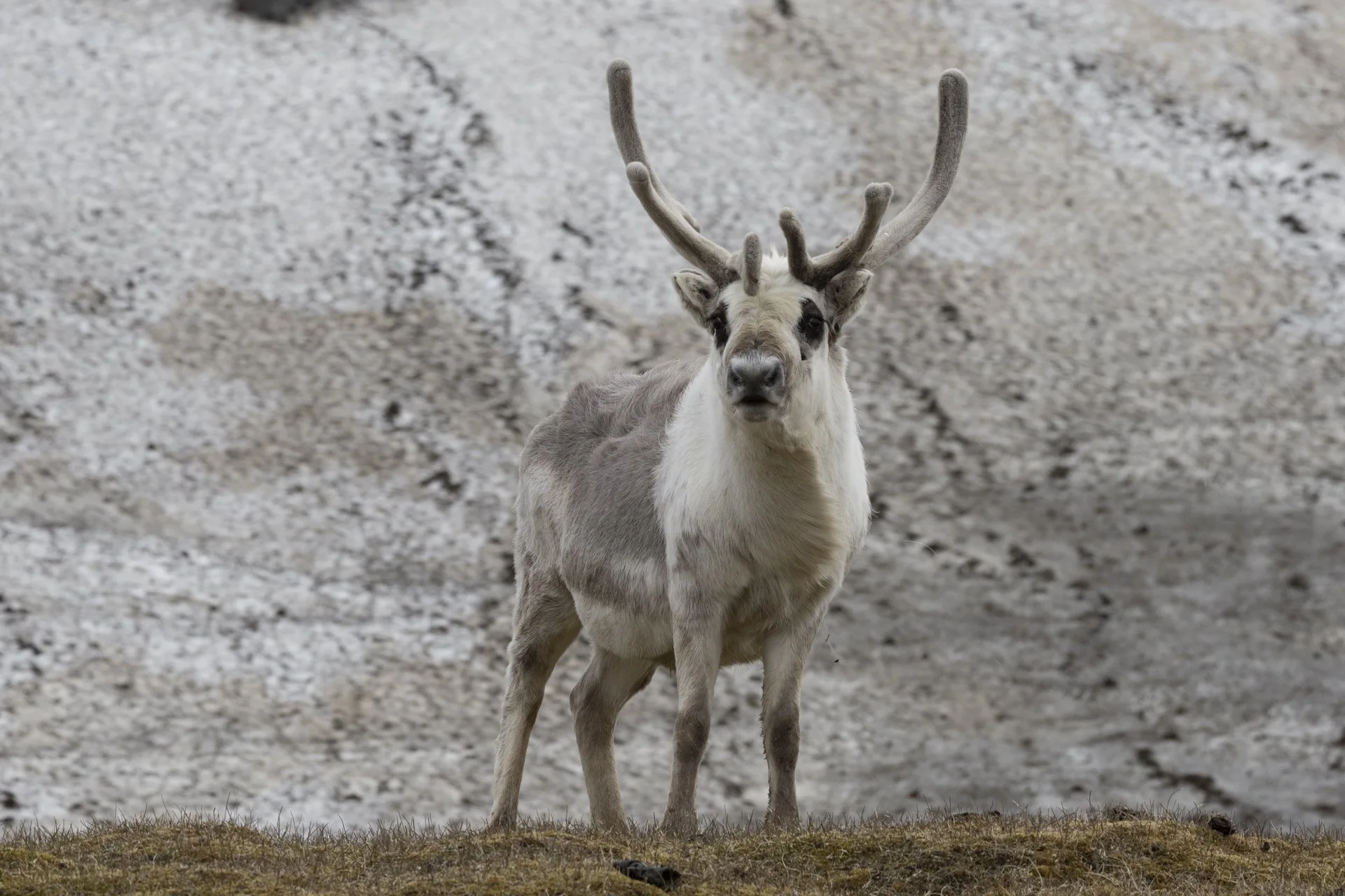 A reindeer standing on a patch of grass with a snowy, cracked ground background.