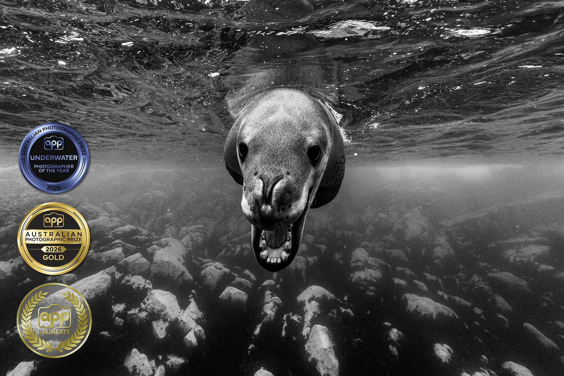 Underwater Photographer of the year - Leopard seal
