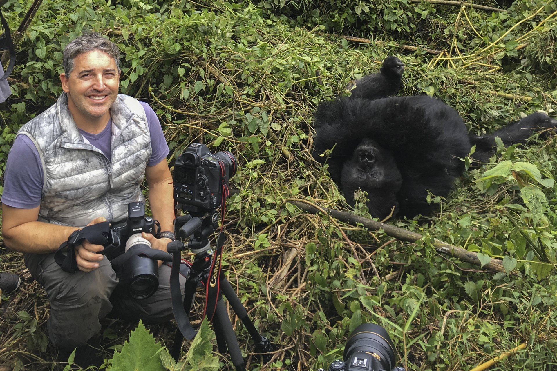 Scott Portelli photographing mountain gorillas in Volcanoes National Park, Rwanda.
