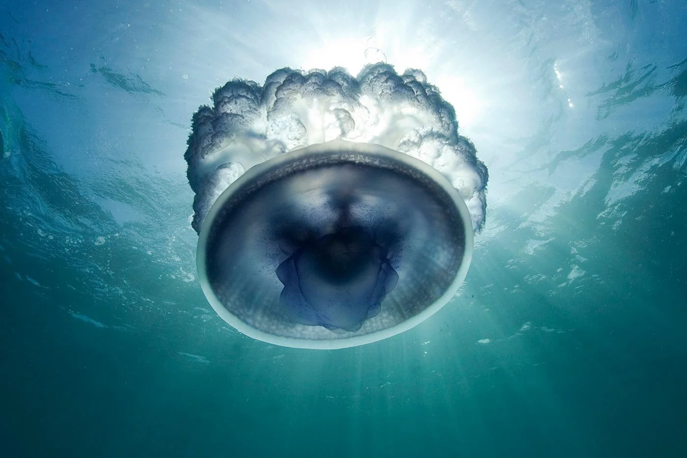 Crystal jellyfish drifting through blue ocean waters captured with underwater photography.