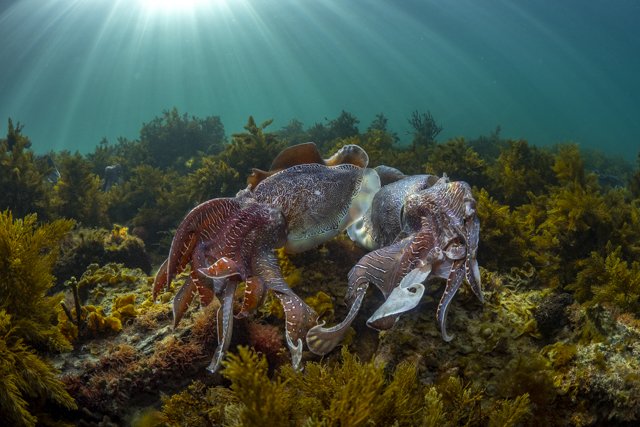 Four octopuses on the ocean floor among coral and seaweed, sunlight filtering from above.