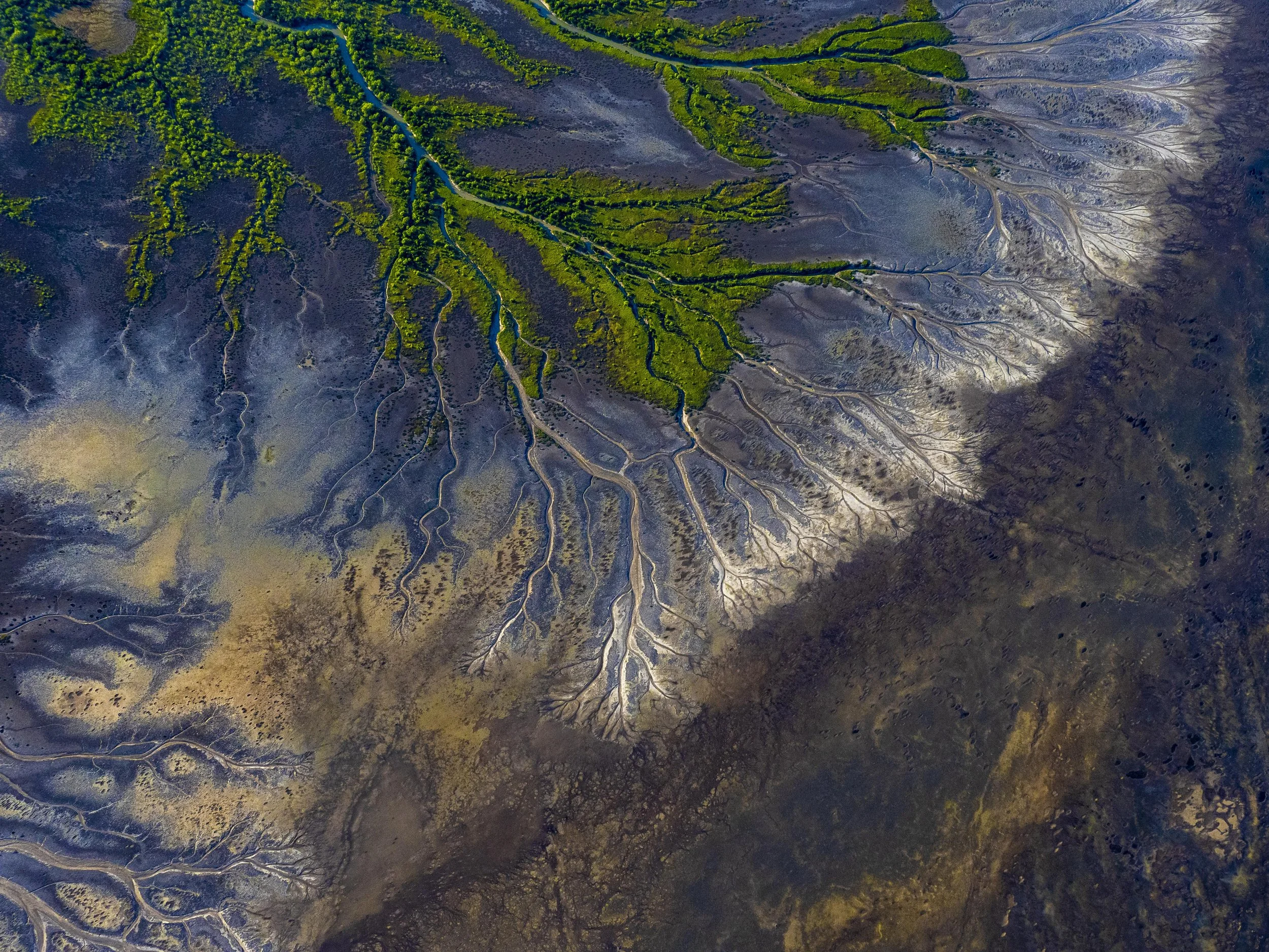 Aerial view of a river delta with green vegetation and winding waterways in a barren landscape.