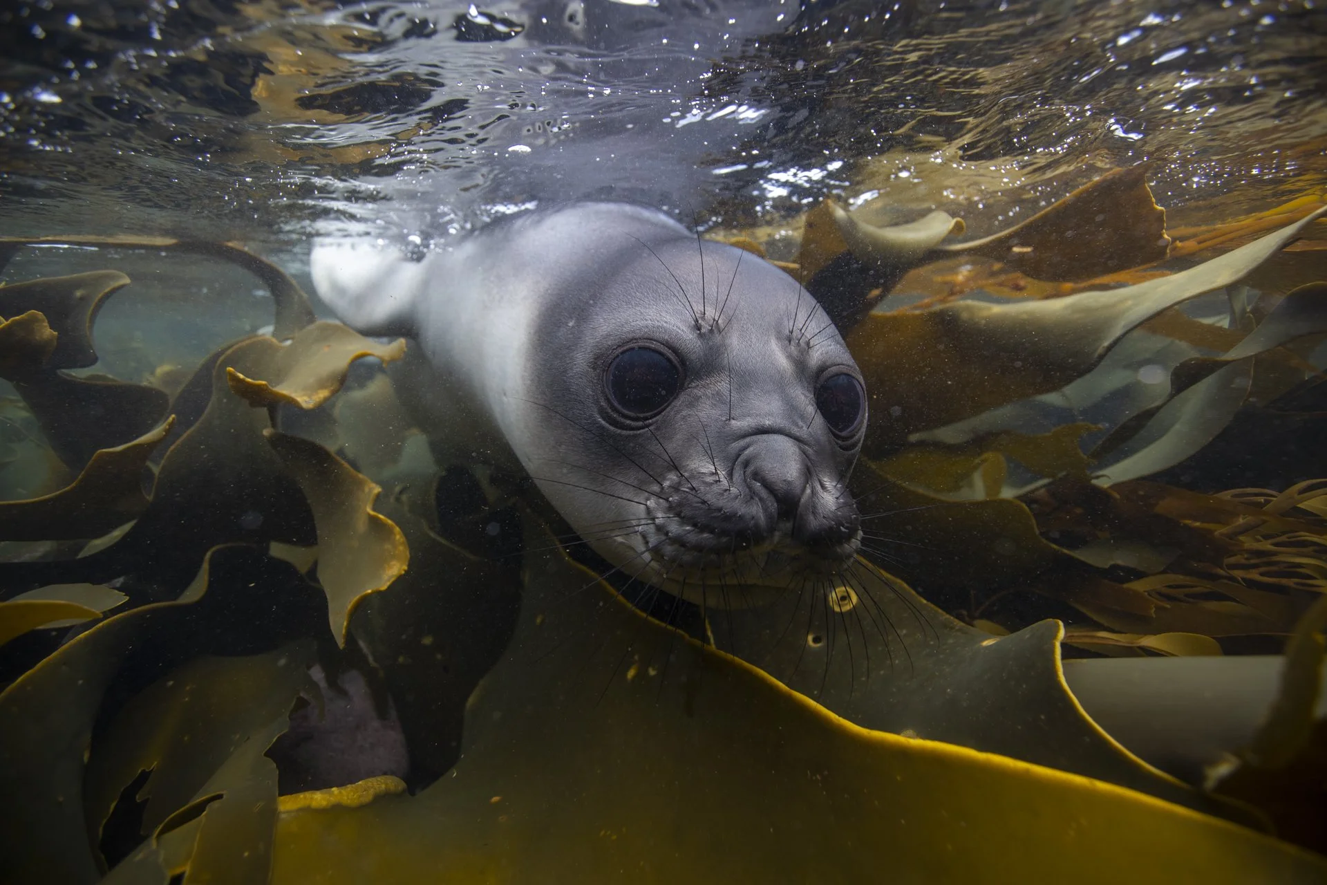Antarctic fur seal swimming through kelp forests in the Falkland Islands.