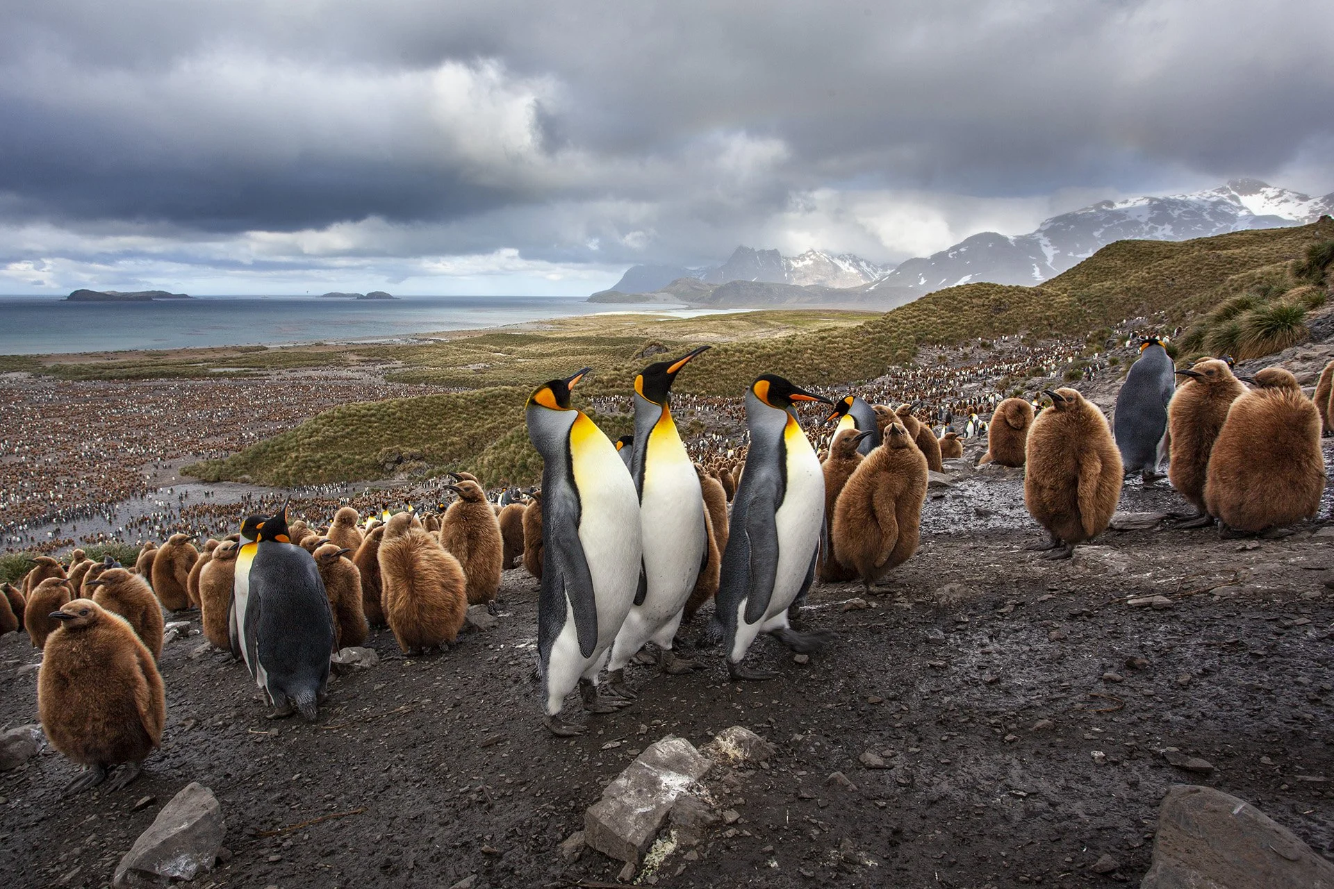King penguins gathered on the coastline of South Georgia during a wildlife photography expedition.