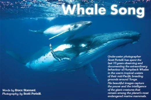 Underwater photograph of a humpback whale and its calf swimming in the ocean, with text about whale behavior and photography, titled 'Whale Song'.