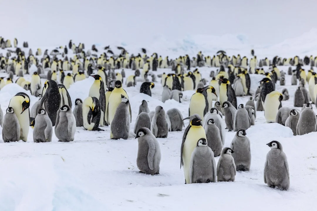 arge colony of emperor penguins gathered on the Antarctic sea ice.