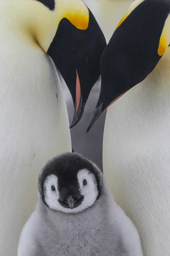 Two adult penguins face each other with their beaks touching, looking down at a cute penguin chick between them.