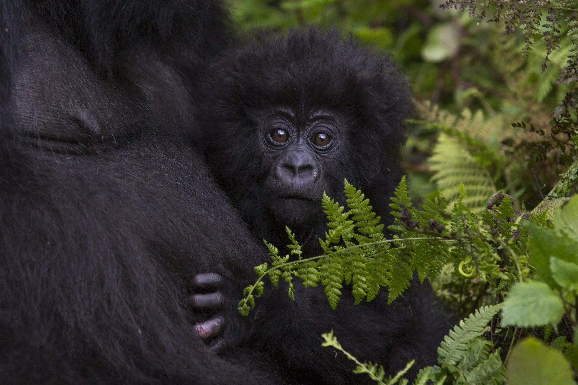 Baby mountain gorilla beside its mother in Volcanoes National Park, Rwanda.
