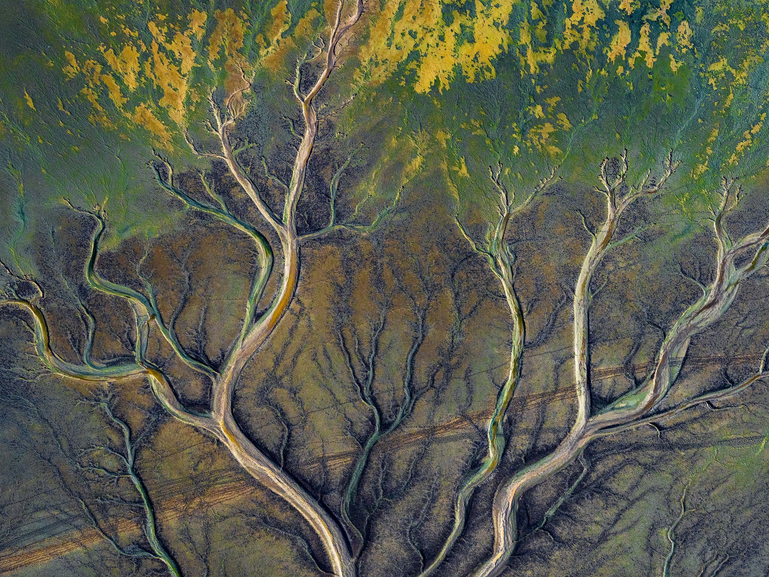 Colorful aerial view of a river delta with branching waterways surrounded by green and yellow vegetation.